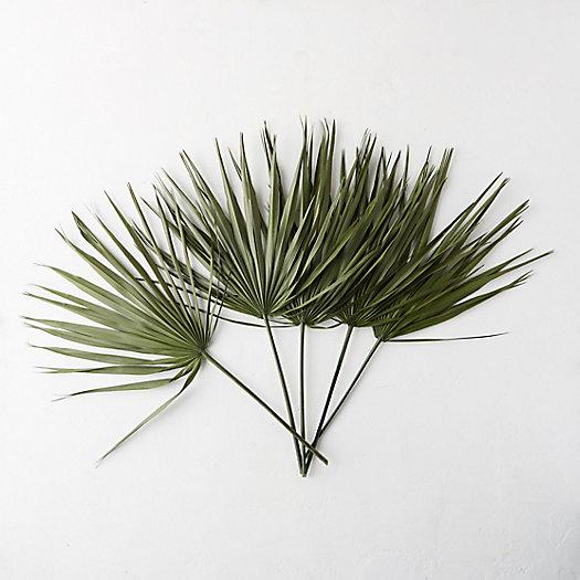 Preserved Palmetto Frond Bunch