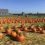 The Orchard & Company