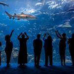 The Florida Aquarium