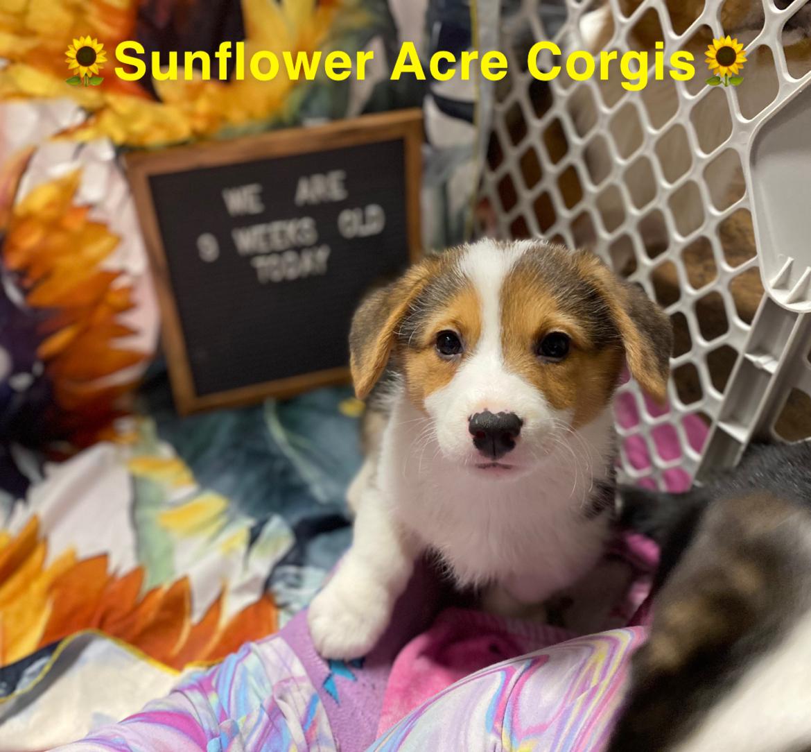 Maple (Willow x Archie’s 2nd Baby)