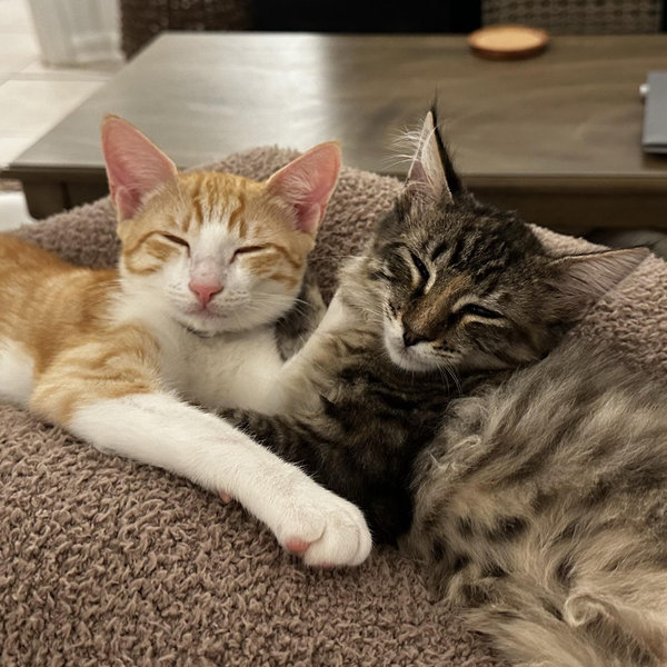 Cat Sitter For Our Honeymoon