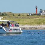 Monomoy Island Excursions