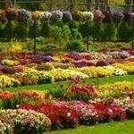 The Dallas Arboretum and Botanical Garden
