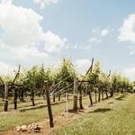 Cavender Creek Vineyards
