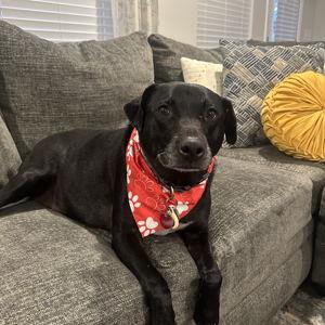 Our Pet Toy Fund