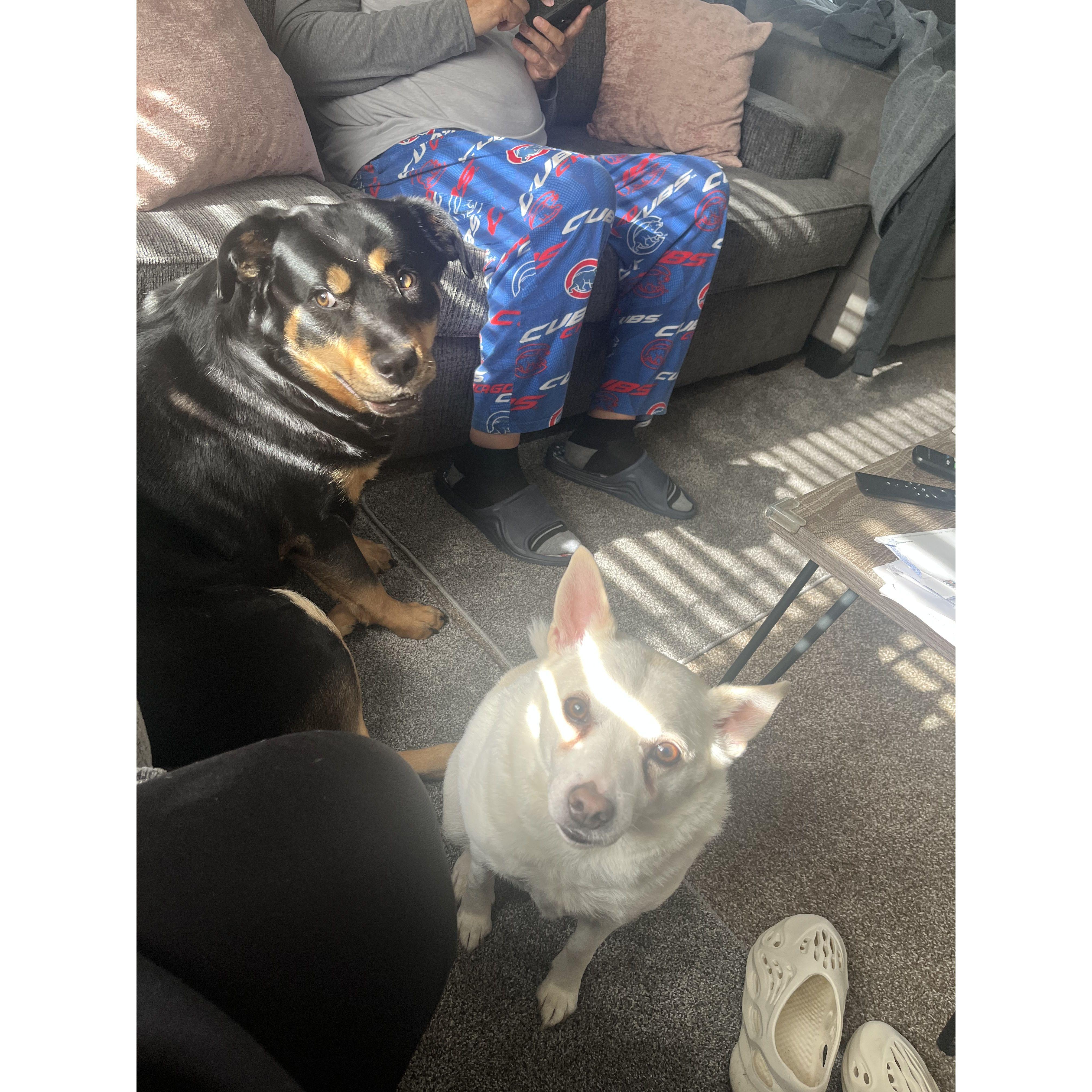 Our Fur babies Brooklyn and Blanco