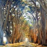 Cypress Tree Tunnel