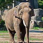 Columbus Zoo and Aquarium