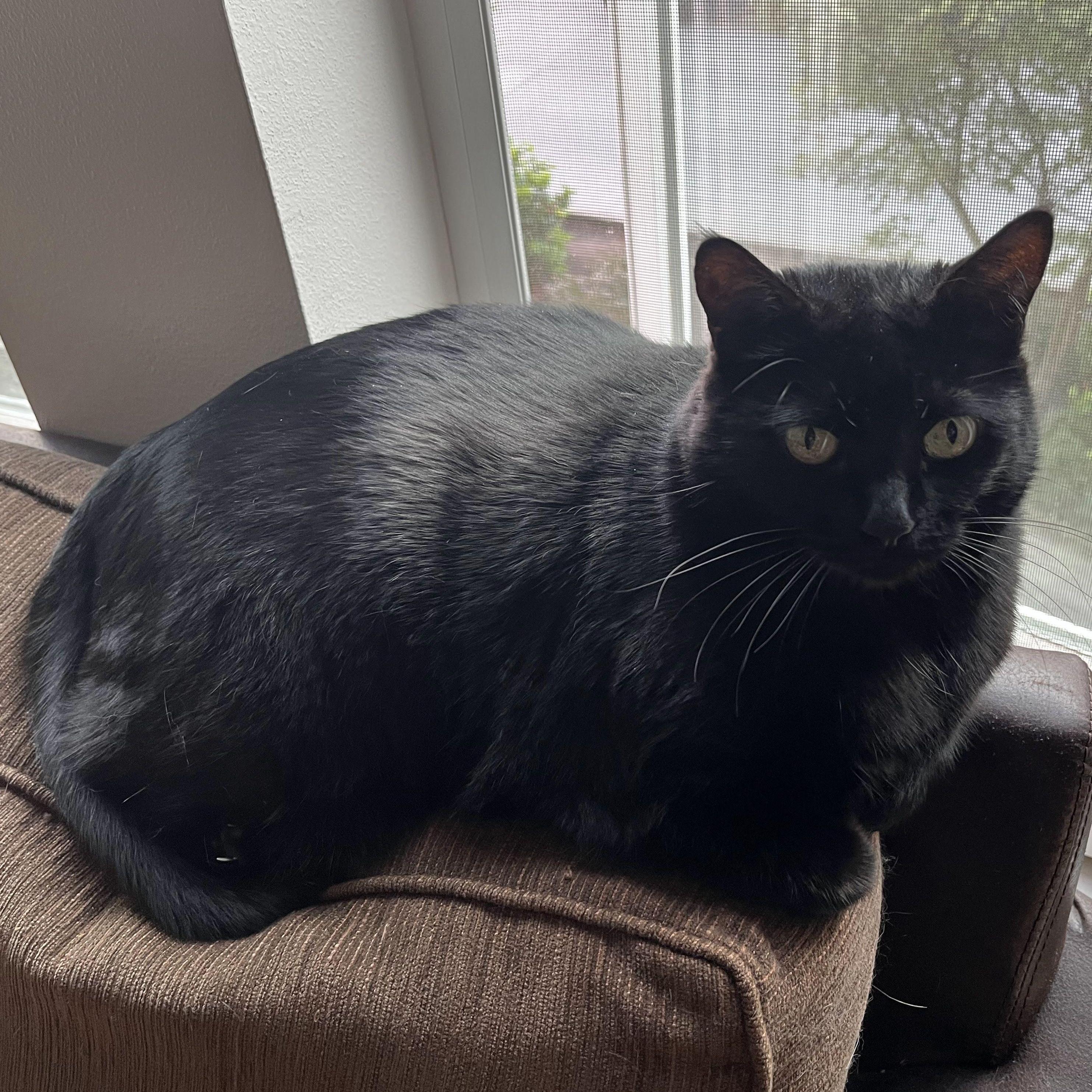This is Kali! Our big girl.