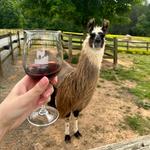 Divine Llama Vineyards