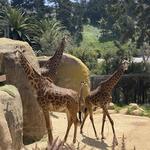Santa Barbara Zoo