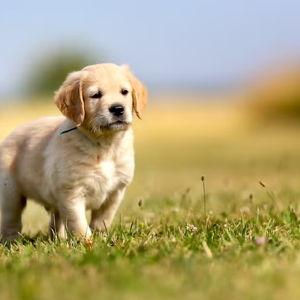 Puppy Fund