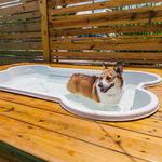 The Dog Bar