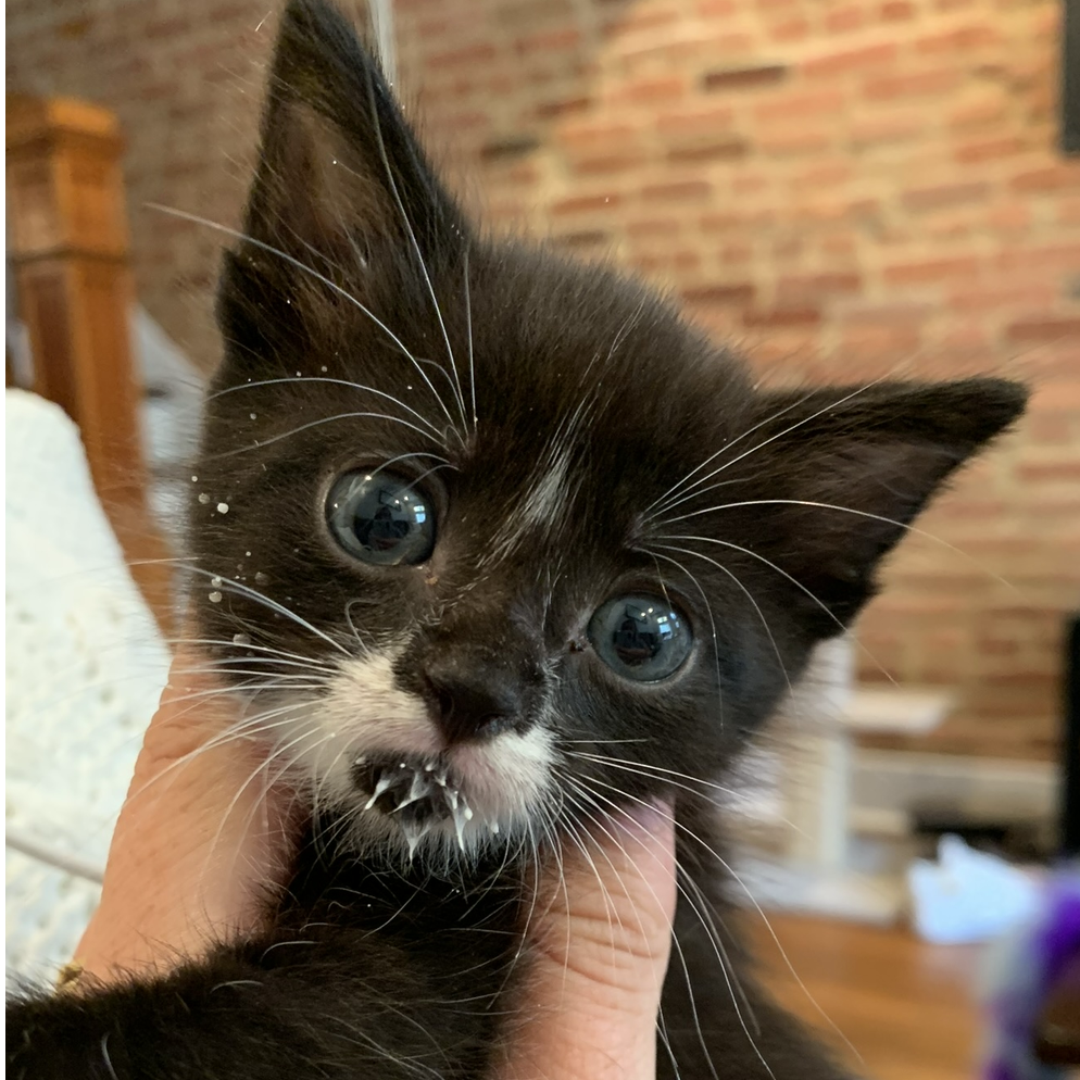 Bringing baby Sunny home!