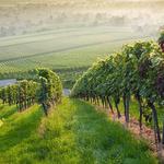 Newport Vineyards