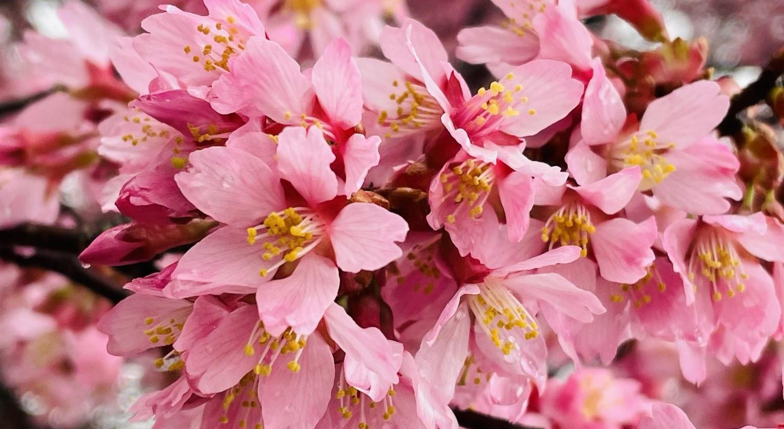 Footer image