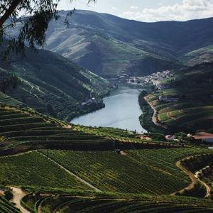 Douro Valley Wine Tour