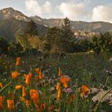 Santa Barbara Botanic Garden