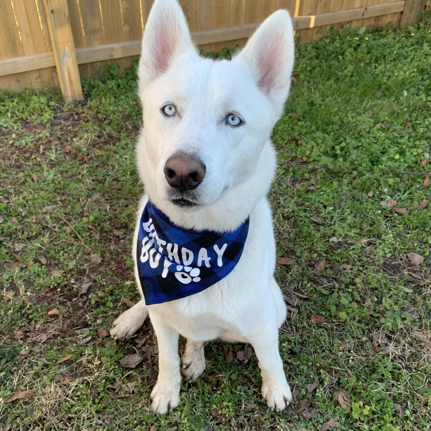 Zeus was our first dog!