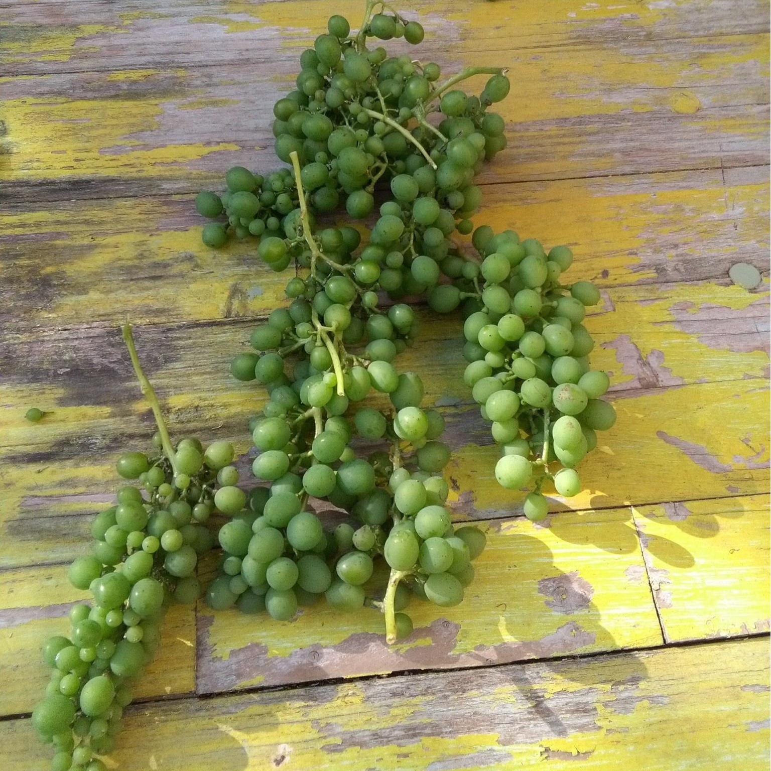 Vino Bianco Elizabeth