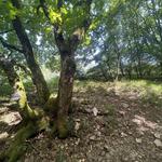 Giro del Monte Subasio