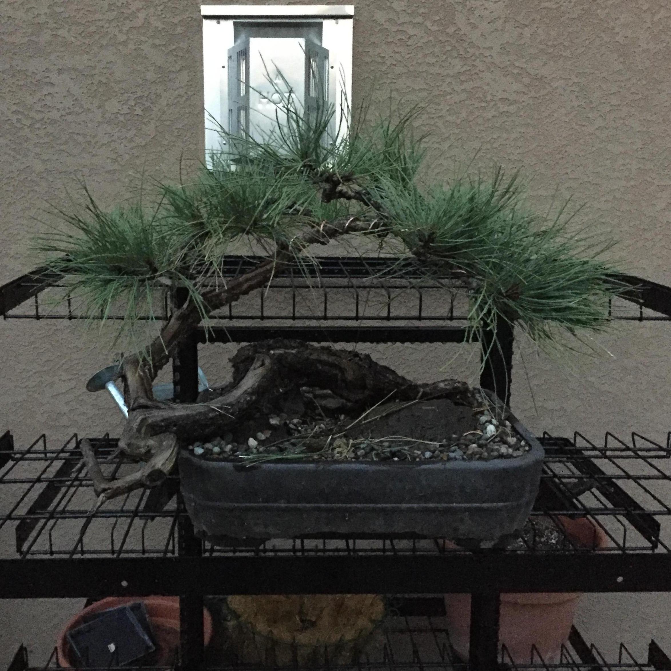One of Joseph's prize possessions. Bonsai! We have a bonsai garden where Joseph gets lost playing with trees.