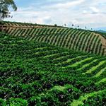 Ruta del Café