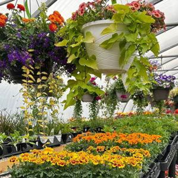 Gift Card to Curvue Garden Center - Eau Claire, WI — Curvue Tree Farm + Gardens