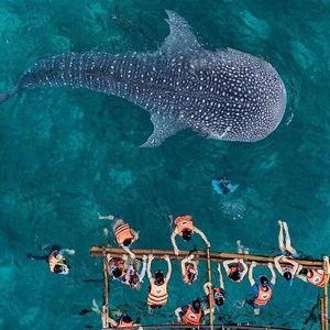 Whale Sharks and Snorkeling - Philippines