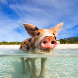 Stingray City & Swimming Pigs