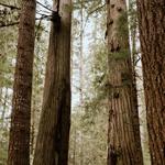 The Redwoods