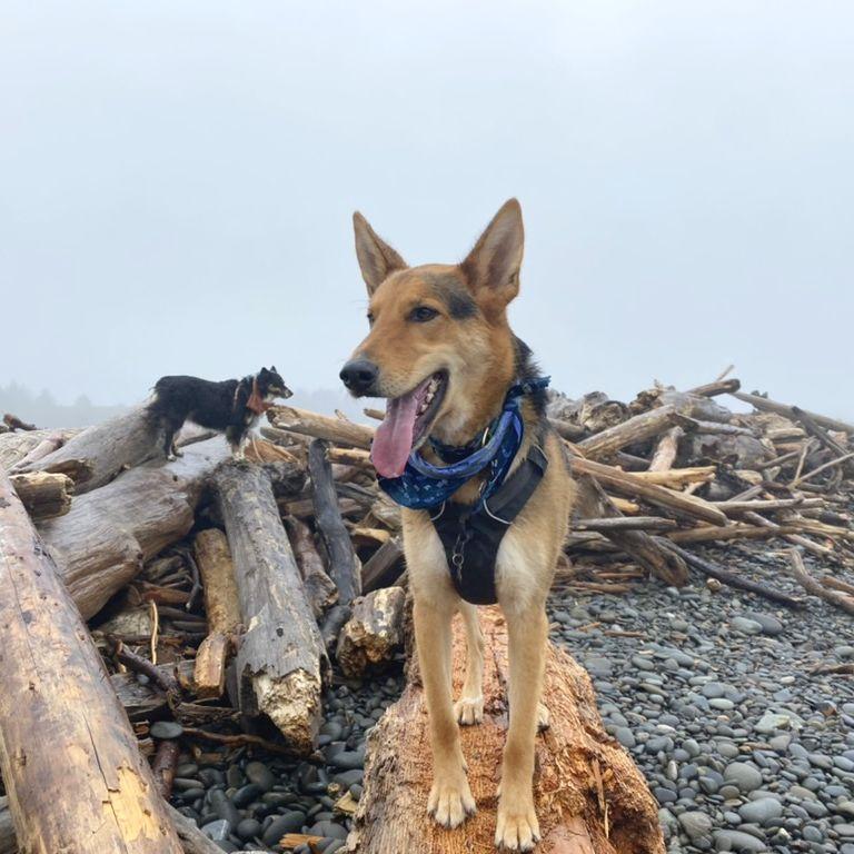 Apollo striking a pose in PNW.