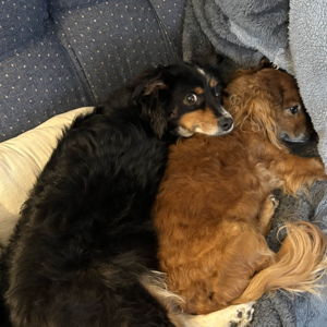 PRO Pets of Ohio