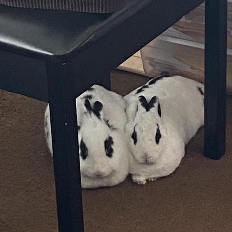 Meeting the Bunnies Takky and Java
