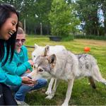 Yamnuska Wolfdog Sanctuary