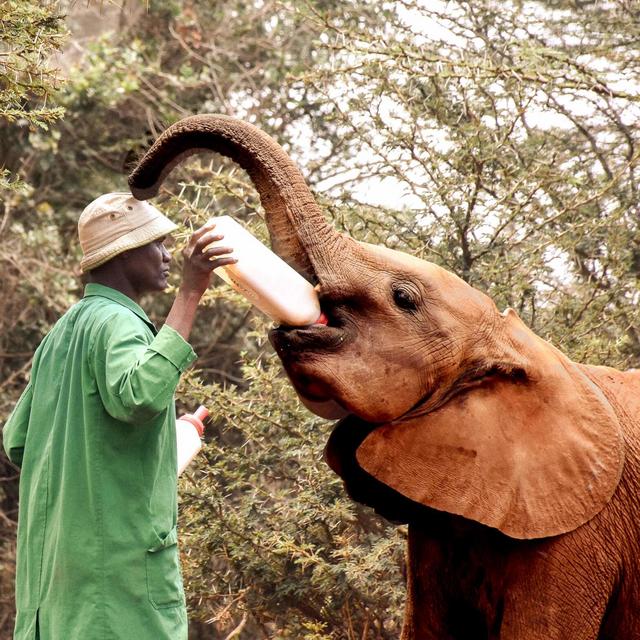 Tour: Giraffe Center, elephant orphanage and Nairobi National Park