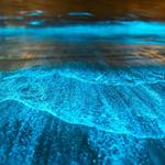 Bioluminescence Tours