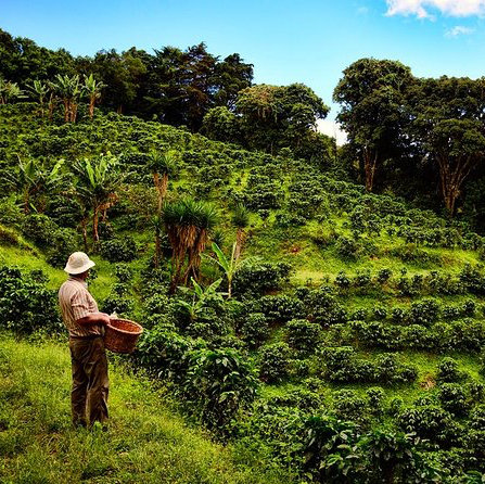 Coffee & Chocolate Tour On Our Honeymoon