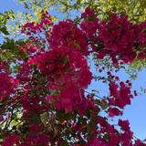 Desert Botanical Garden