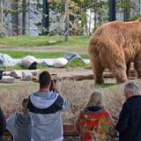 Grizzly & Wolf Discovery Center