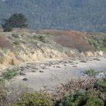 Año Nuevo State Park