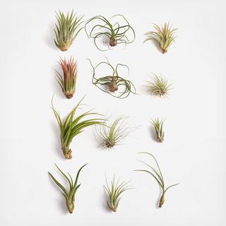 12-Piece Assorted Air Plant Collection