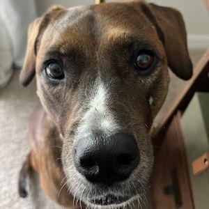 Reina's Toys & Treats Fund