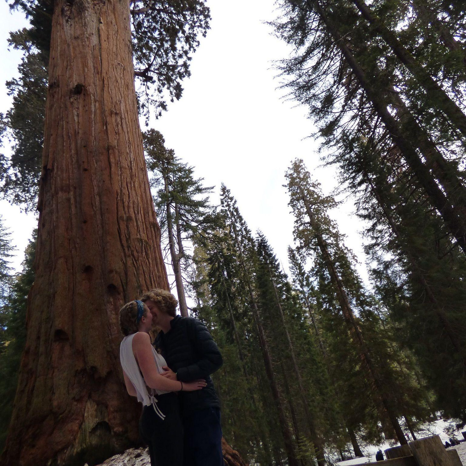 Biggest living organism in the entire world.