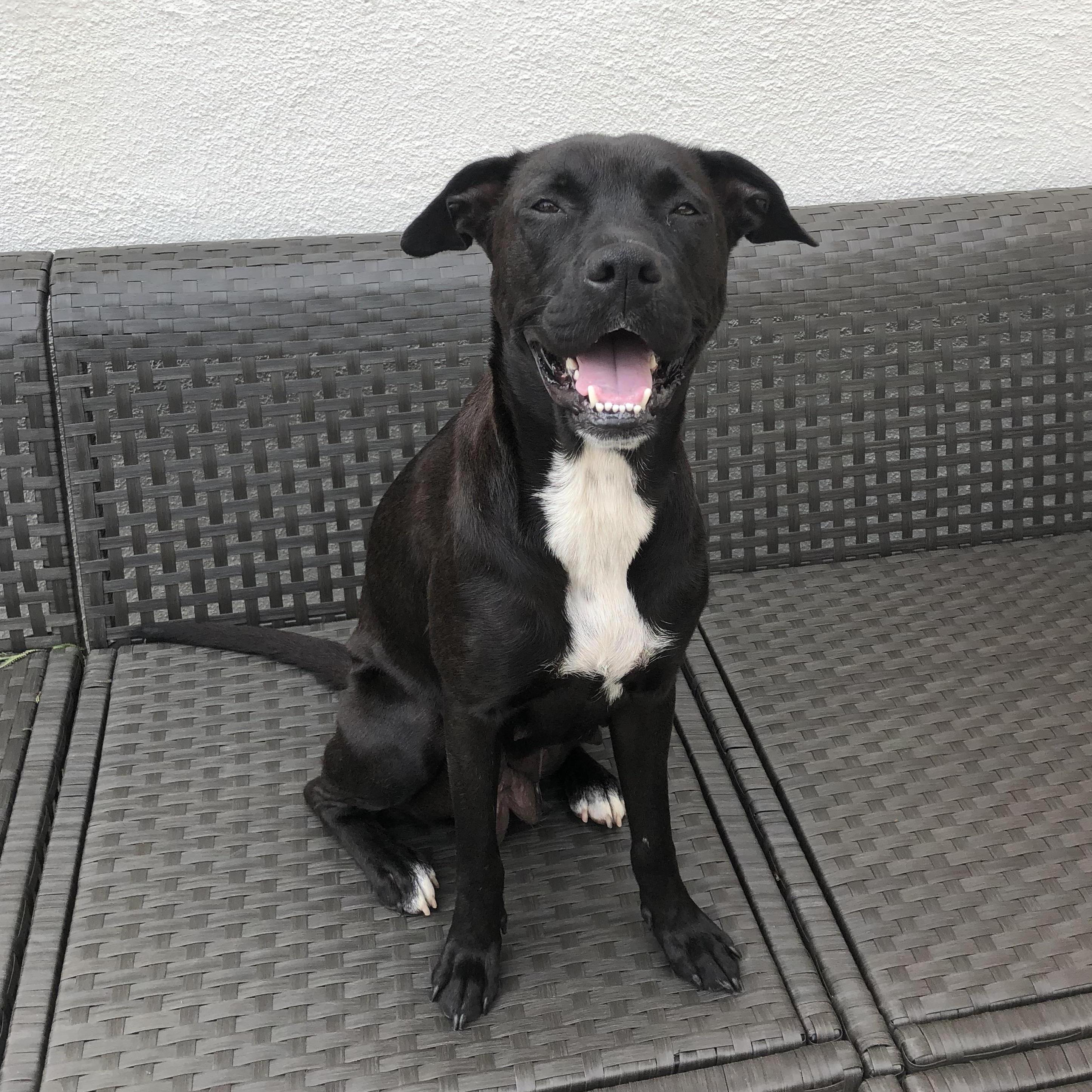 Our furriest bridesmaid!