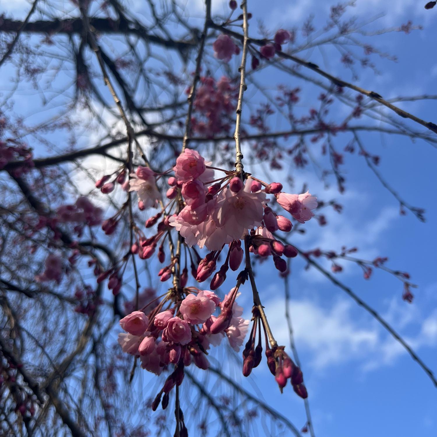 Weeping cherry blossoms starting to bloom from our tree out front 🌸