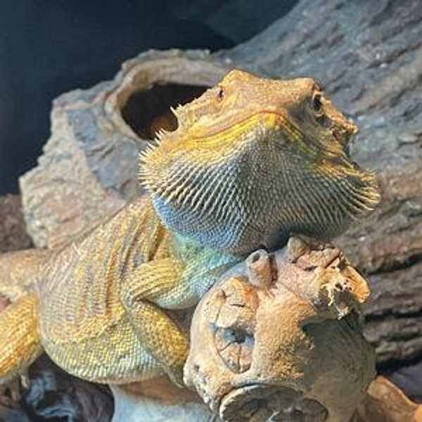 Our Bearded Dragon Fund