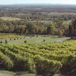 Bluemont Vineyard