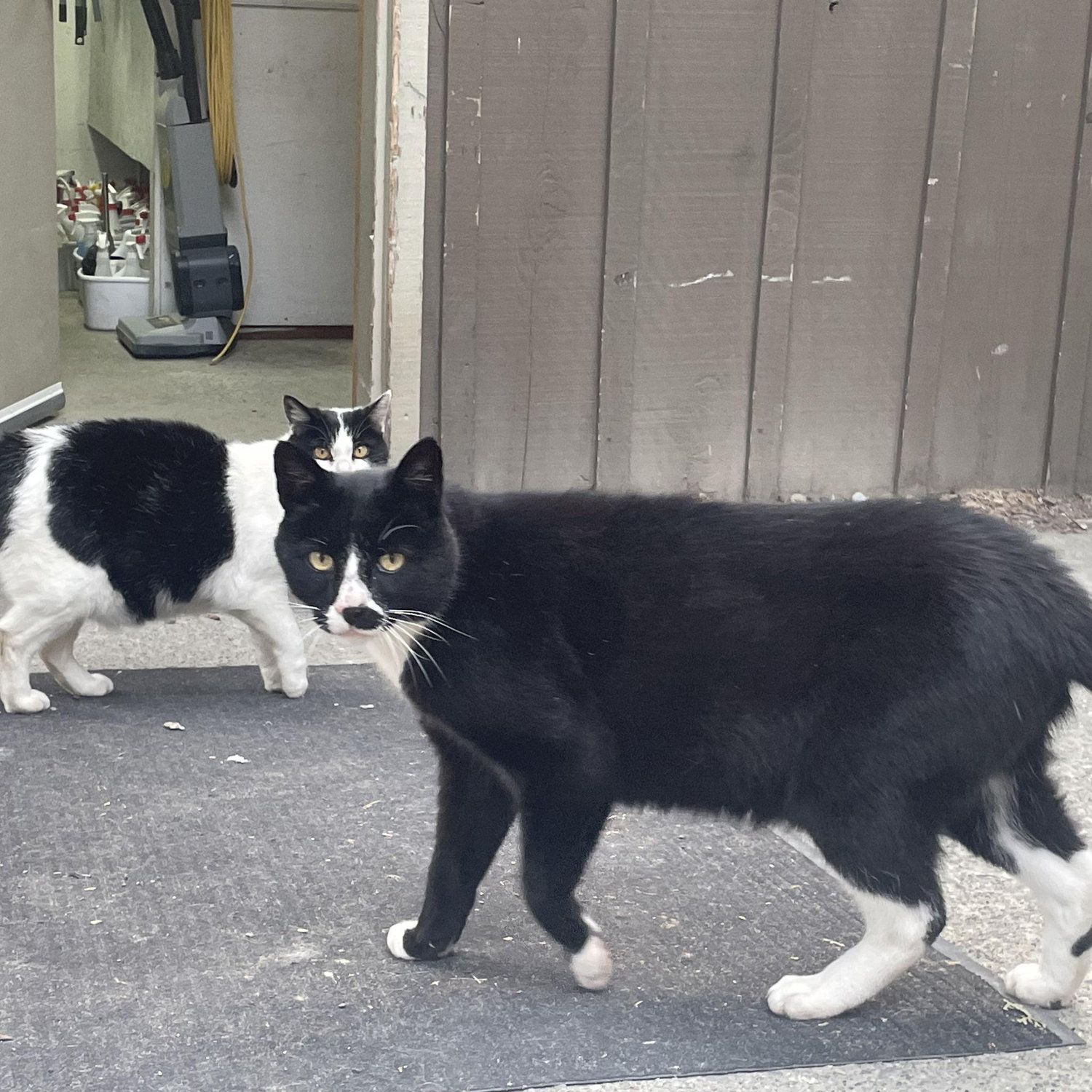 Jesus and me, if we were cats (requested by Jesus)
