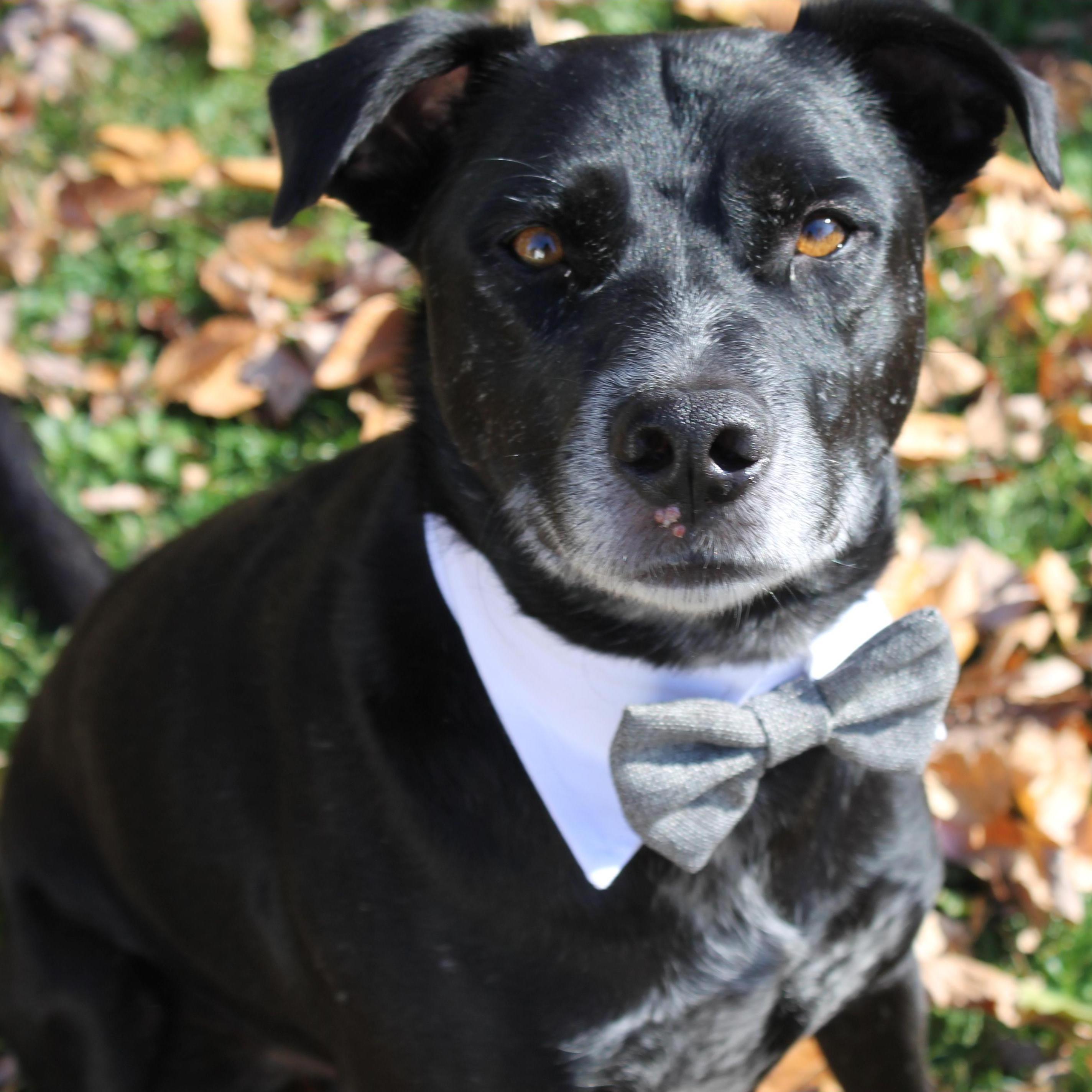 Dapper Alvin at our T'naim/Legal marriage ceremony, Nov 2020